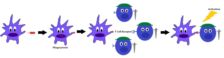 T Cell Activation 2